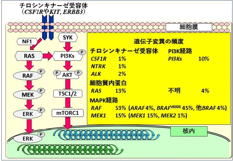 図1 ECD細胞における遺伝子変異の頻度