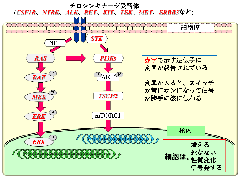 図2.組織球性/樹状細胞性腫瘍
