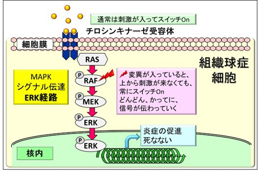 図1.組織球性腫瘍の細胞ではERK経路が常にスイッチOnになっている