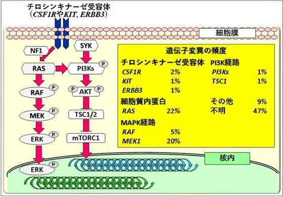 図1.RDD細胞における遺伝子変異の頻度