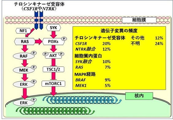 図1.XG細胞における遺伝子変異の頻度