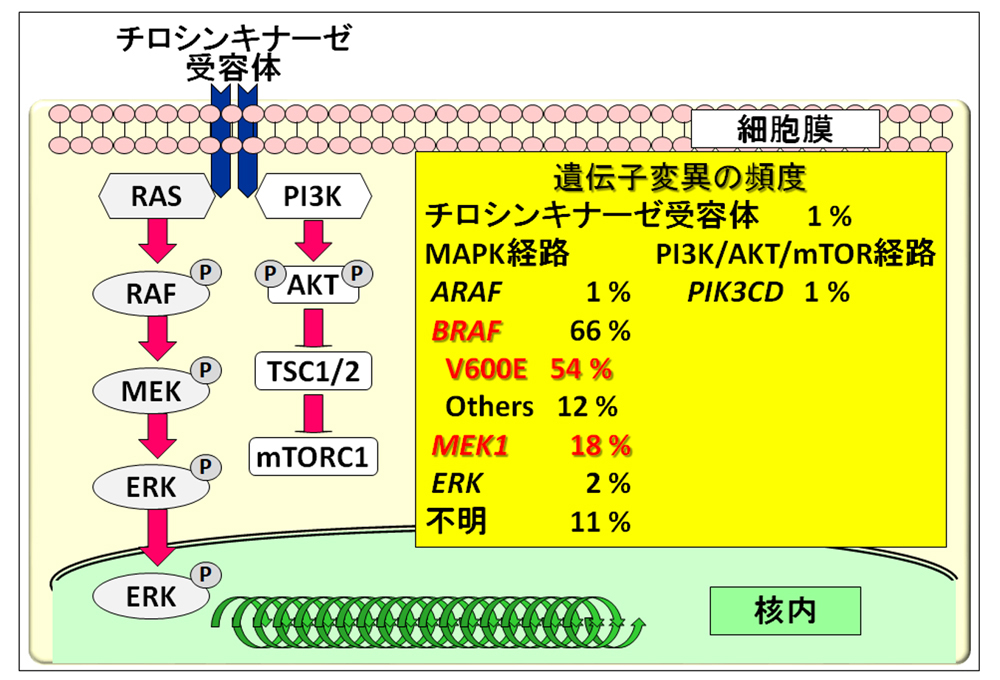 図1.LCH細胞における遺伝子変異の頻度　90%の症例においてLCH細胞にMAPキナーゼ経路に活性化遺伝子変異を認める