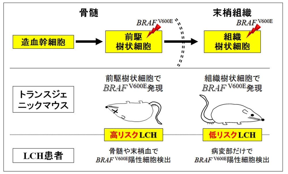 図2.遺伝子変異の入る造血細胞の分化段階によりLCHの病型が決まる　骨髄中の前駆細胞にBRAF V600E変異が入ると高リスクLCHとなり、抹消組織の樹状細胞にBRAF V600E変異が入ると低リスクのLCHとなる