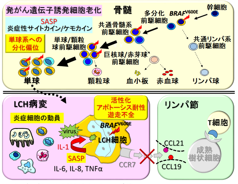 図3. 発がん遺伝子誘発性細胞老化とLCHの病態
